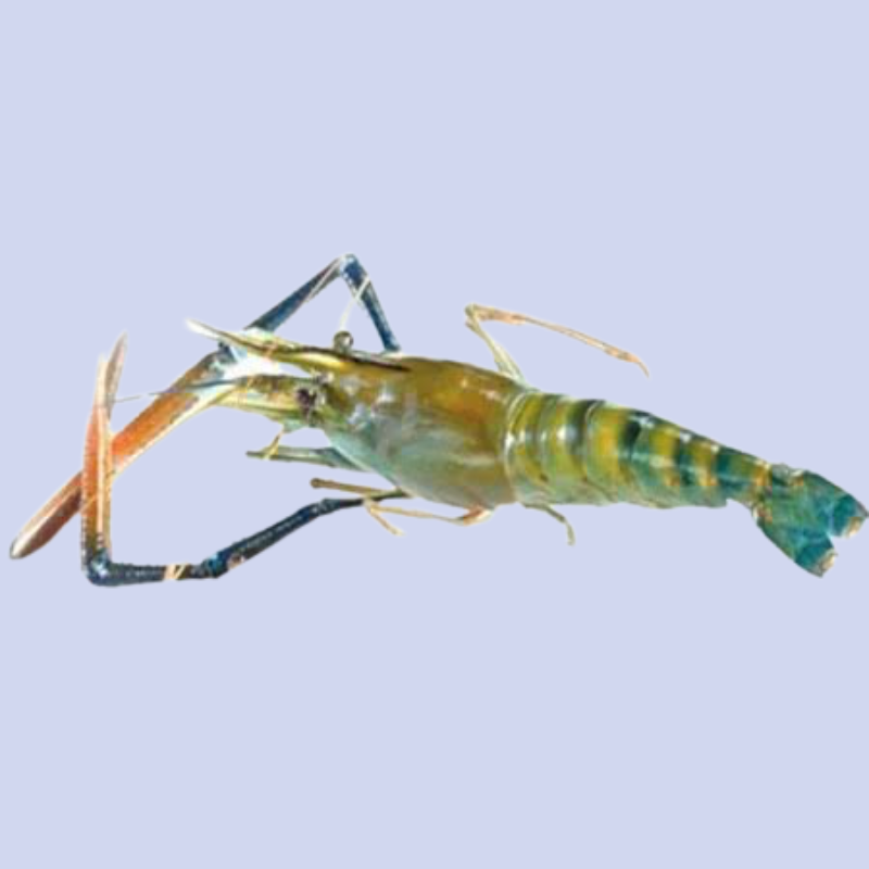 Fresh Water Scampi