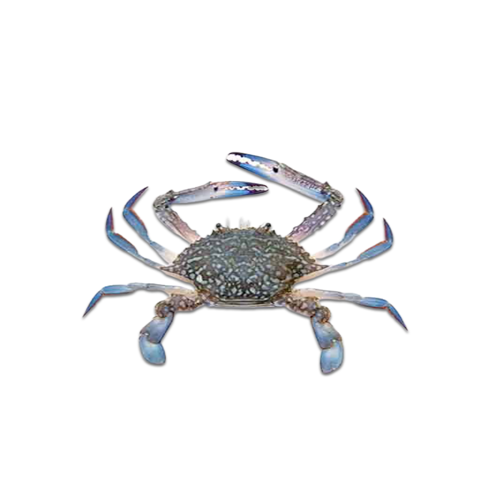 Blue Swimming Crab