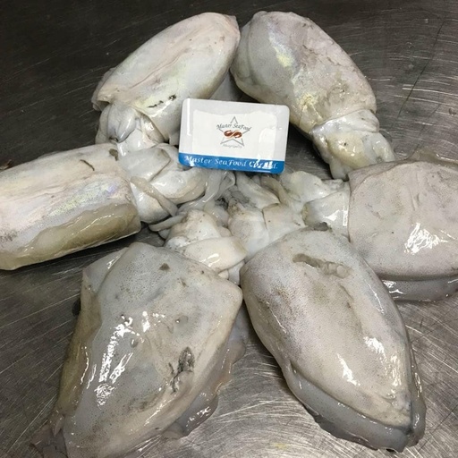 Cuttle Fish 