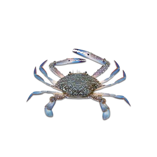 Blue Swimming Crab