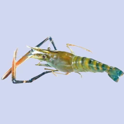 Fresh Water Scampi