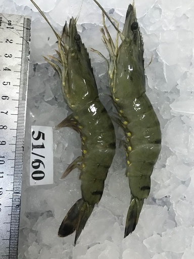 Wheel Shrimp 